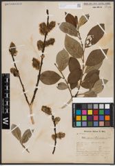 Foto von Salix caprea L.